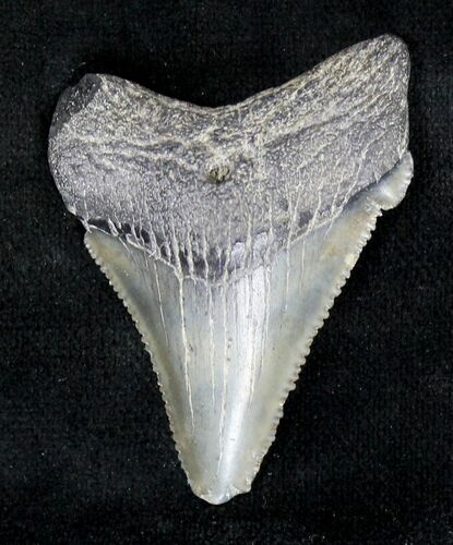 Serrated Angustidens Tooth - Megalodon Ancestor #19163